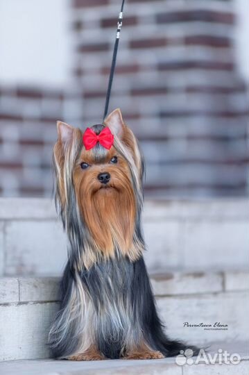 Молодой кобель йоркширского терьера для вязок