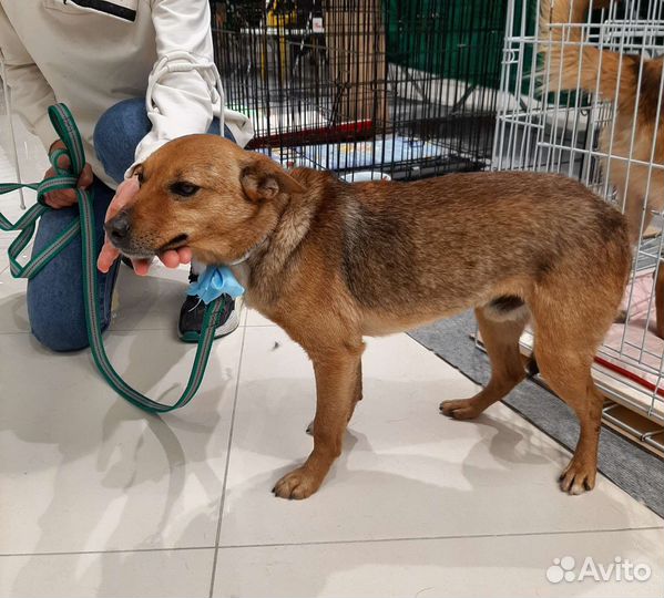 Маленькая собачка в дар в добрые руки