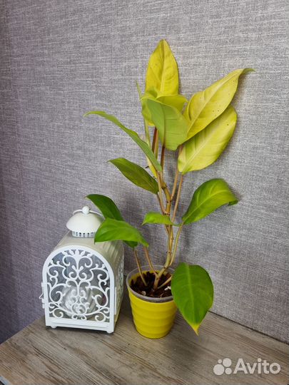 Филодендрон Малай Голд