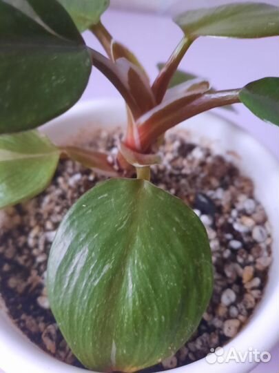 Филодендрон Белый рыцарь