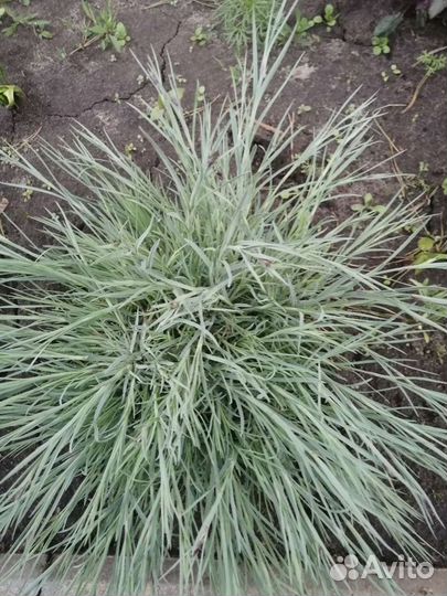 Гвоздика перистая садовая