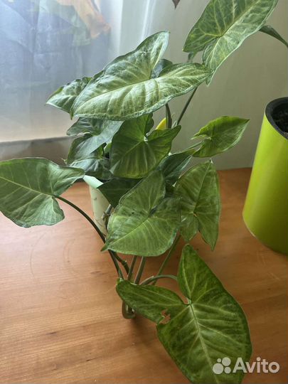 Комнатные растения