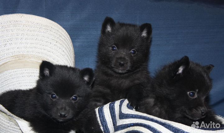 Схипперке (шипперке) щенки