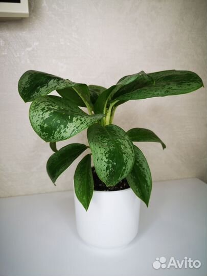 Аглаонема Лемон Минт