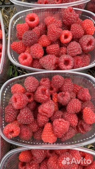 Свежая ягода малина, крупная, сладкая