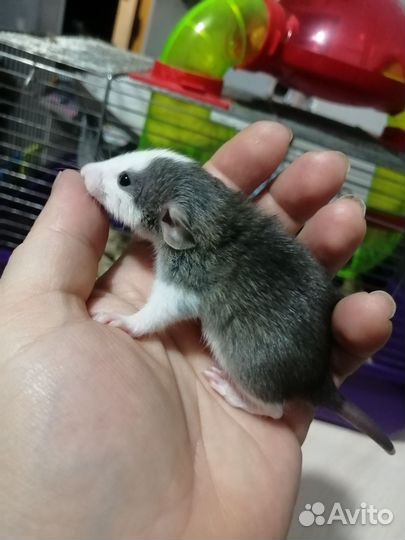 Крыса крысята дамбо