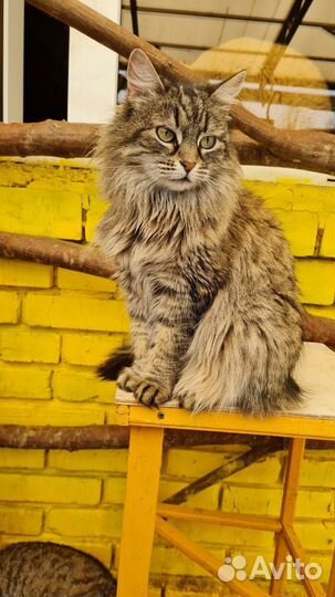 Кошка в дар