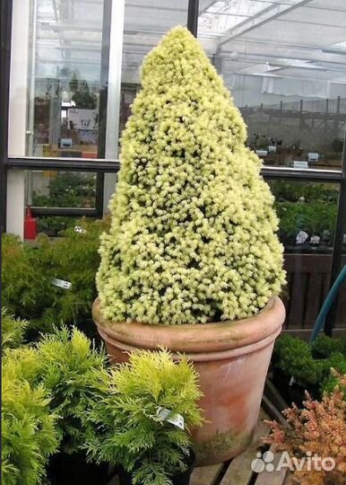 Ели Канадские и другие низкорослые