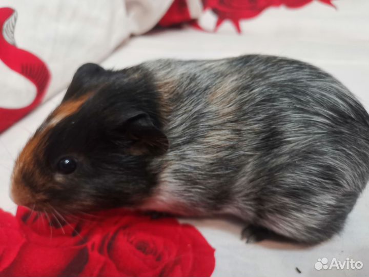 Морские свинки