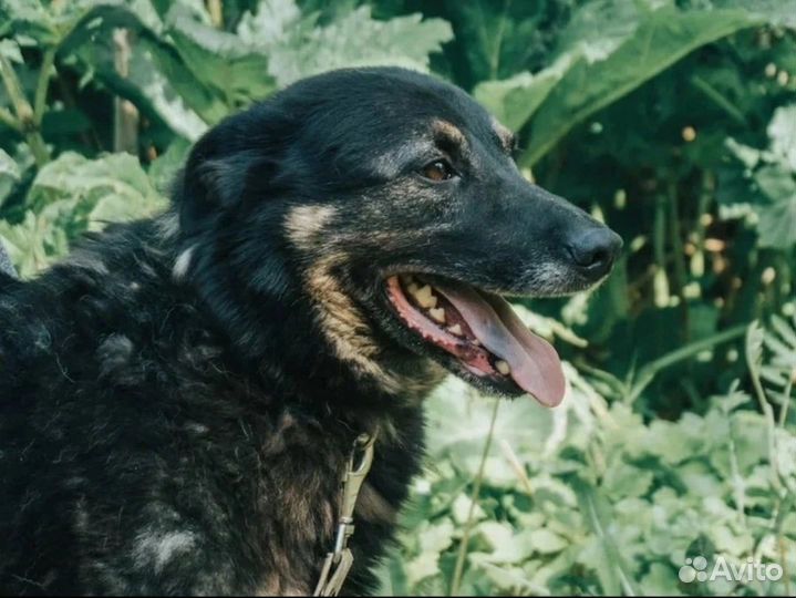 Трогательный пес Сатурн