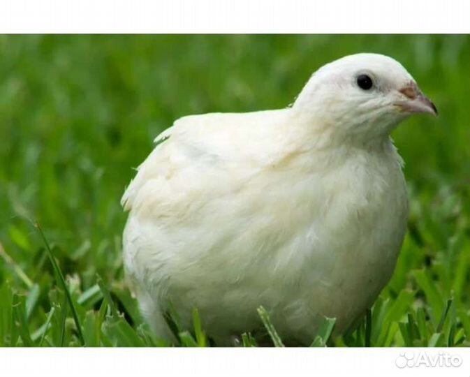 Перепел птица