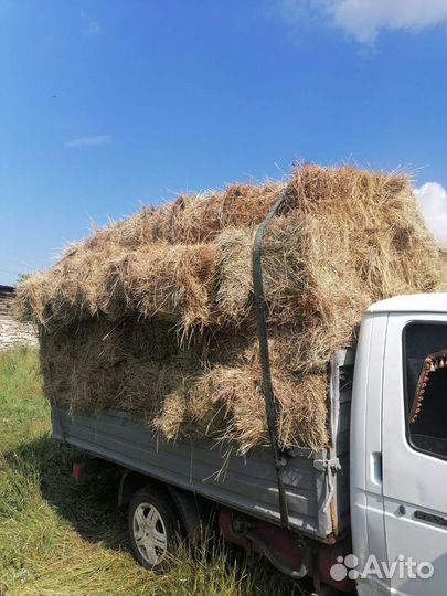 Сено в тюках и рулонах