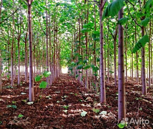Павловния саженцы, розница и опт