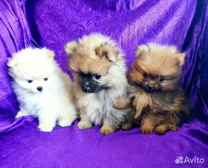 Померанский шпиц