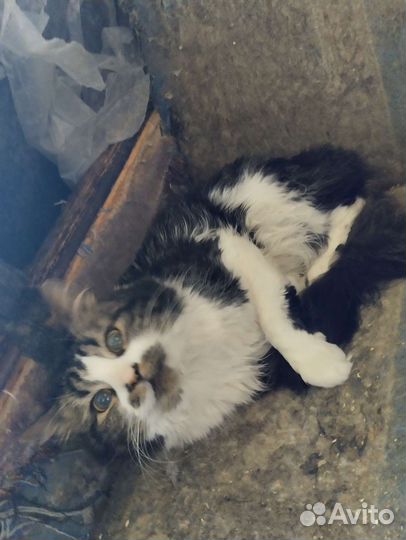 Котики бесплатно в добрые руки