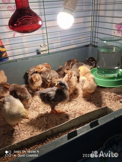 Курочка петушки Брама