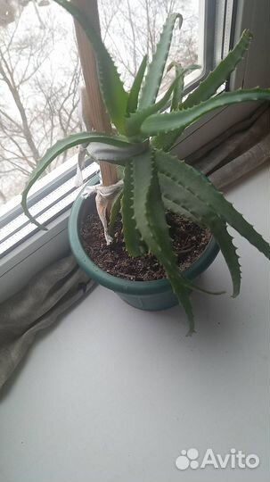 Об этом домашнем цветке слагают легенды