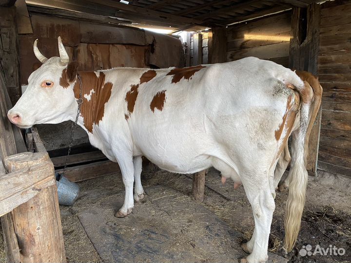 Корова дойная