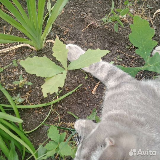 Дуб рассада