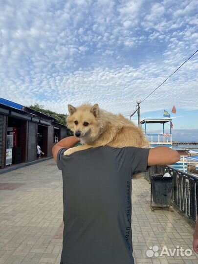 Щенки шпица