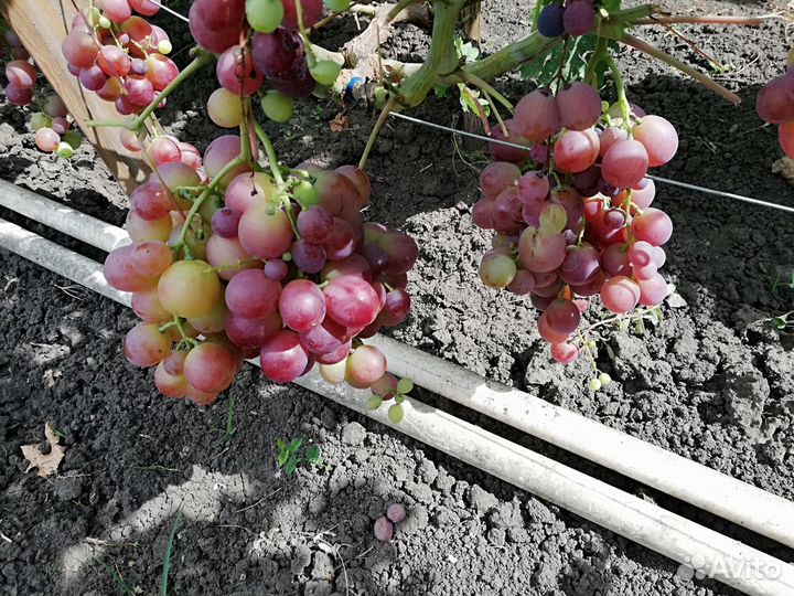 Черенки винограда