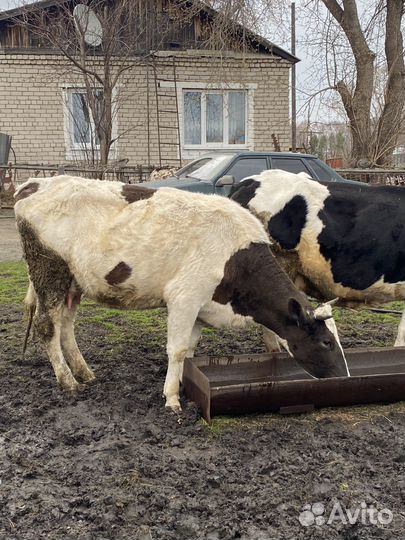 Корова с теленком, телочки