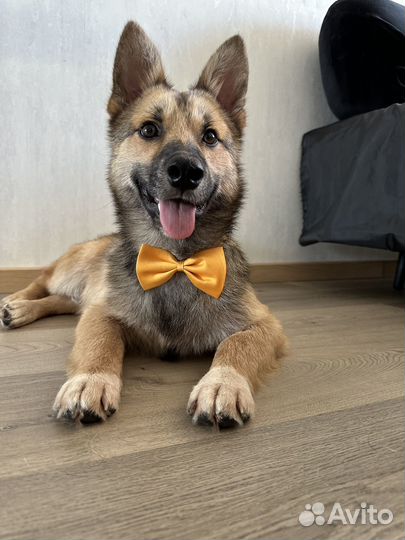 Маленький коротколапик