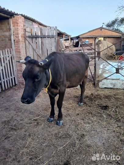 Коровы дойные молочные