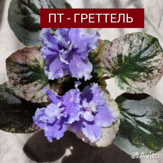 Фиалка сортовая