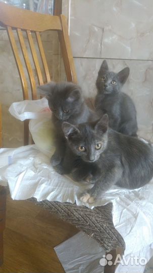 Котята в добрые руки