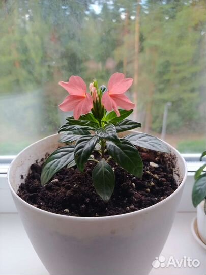 Комнатные цветы