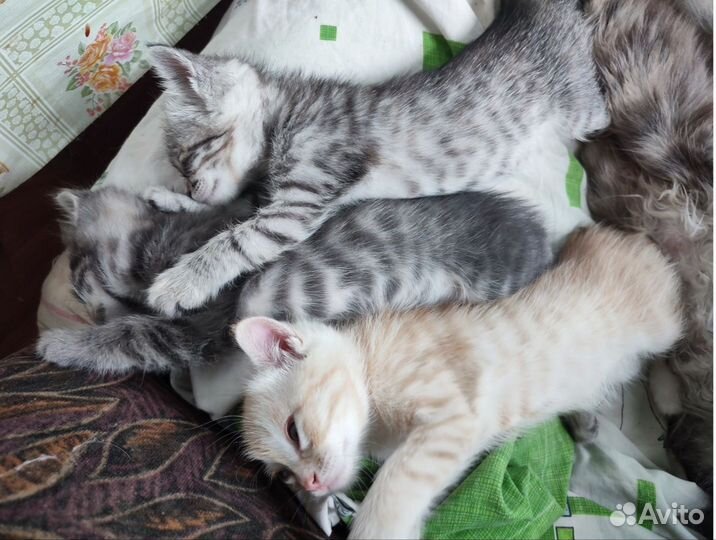 Отдадим в добрые руки