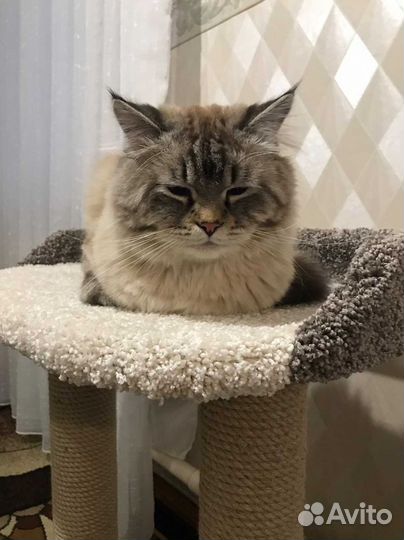 Комплекс когтеточек с лежанкой для кошки/кота