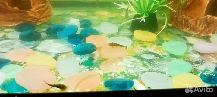 Аквариумные рыбки сомики и гуппи