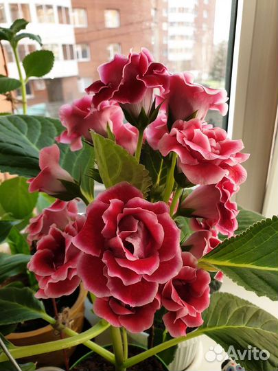 Глоксиния листики, фиалки листики