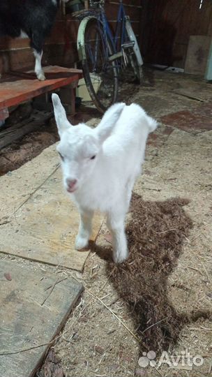 Продам козла