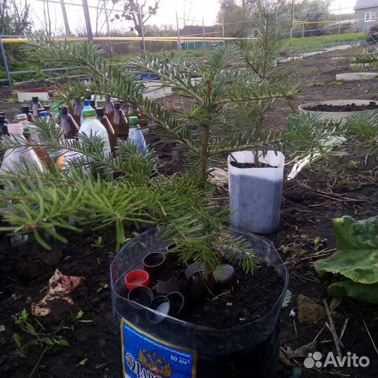 Пихта кавказская