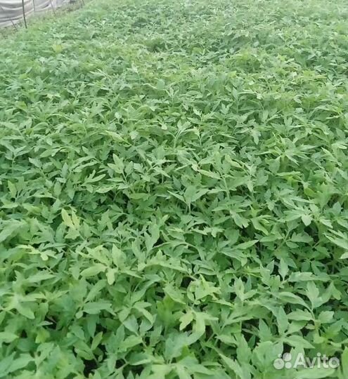 Продается рассада
