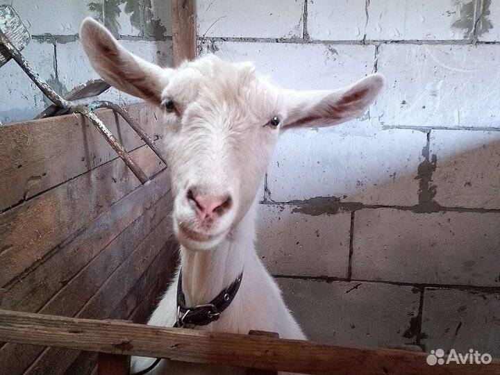 Коза дойная чешская