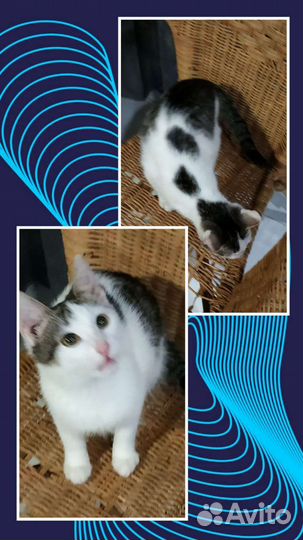 Котенок в добрые руки