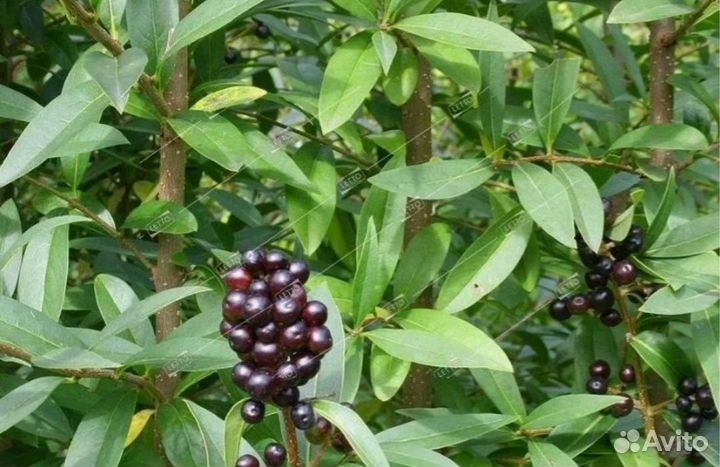 Бирючина обыкновенная оптом