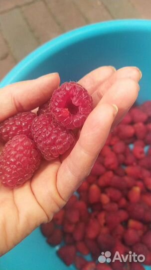 Малина сорт Тайбери