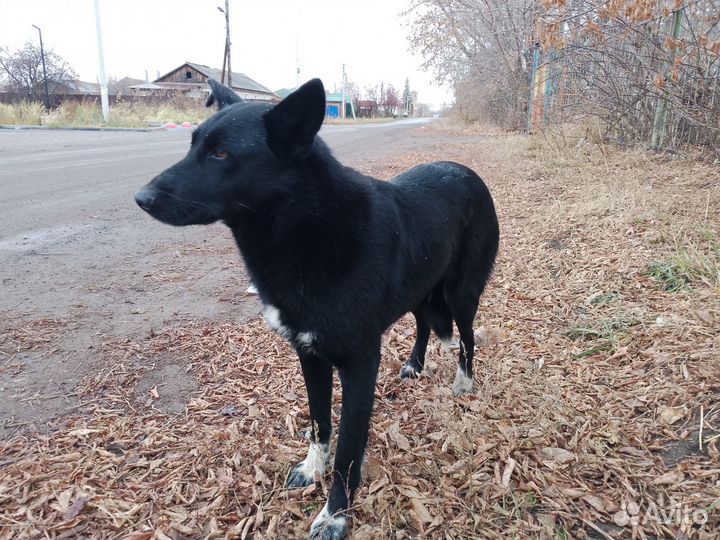Собака в добрые руки отдам бесплатно