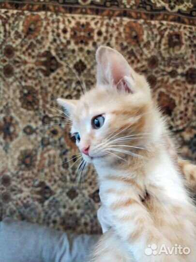 Рыжий котёнок в поиске дома