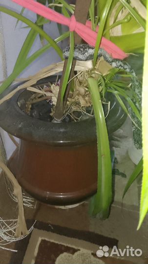 Пальма панданус с керамическим горшком