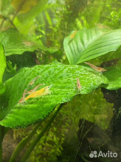 Аквариумные растения / Креветки