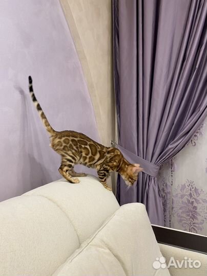 Бенгал из питомника Bengystar