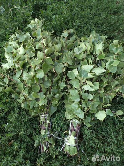 Березовые веники