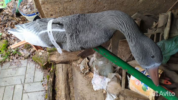 Чучела белолобого гуся sport plast в аренду