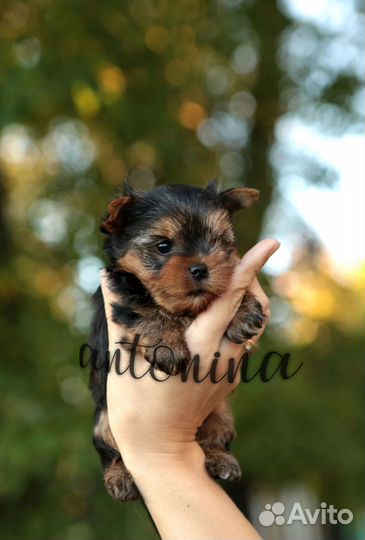 Мини мальчишки